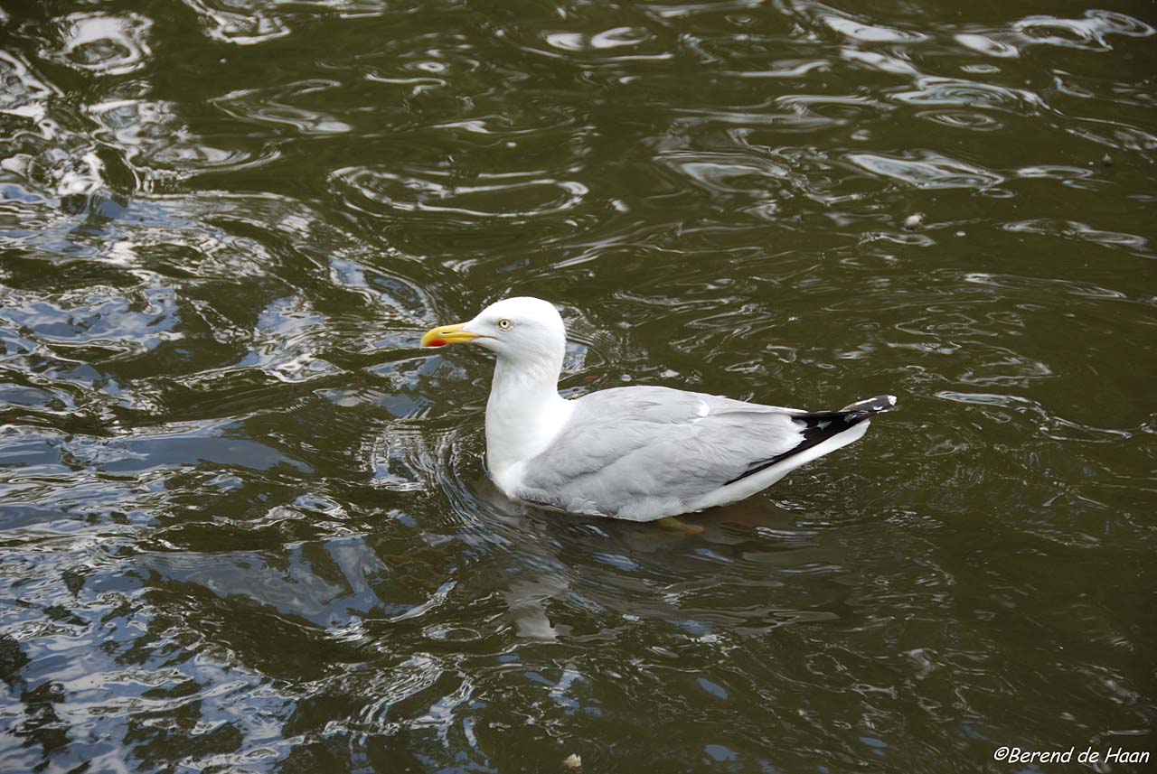 Rotterdam - Blijdorp