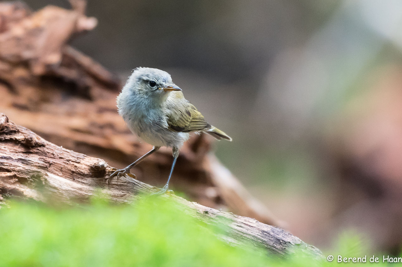 Hoge Veluwe NP - Vogelhut 
